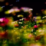 champ de fleurs